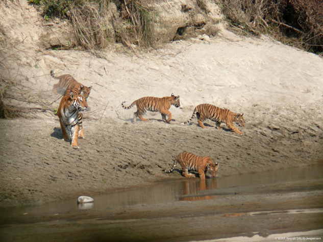 As landscapes heal, Nepal’s most iconic animals stage a comeback ...